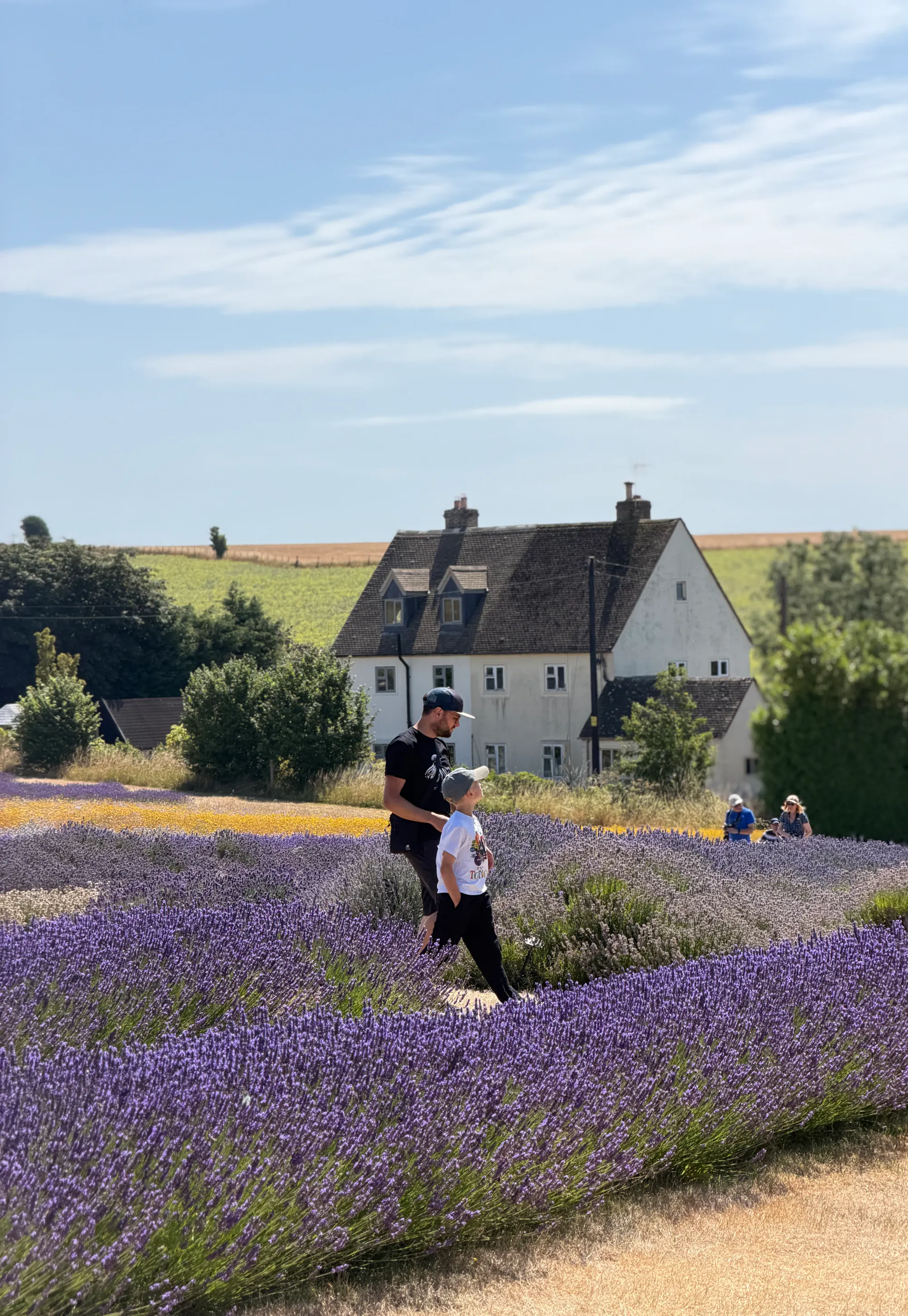 Father and son walking in a Cotswolds lavender field with a house and green hills in the background.